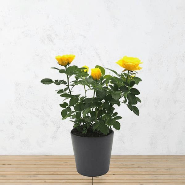 Rosal mini